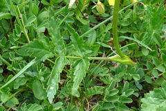 Heracleum austriacum siifolium