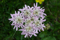 Heracleum austriacum siifolium
