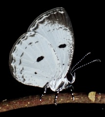 Tetrarhanis symplocus