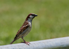 Passer domesticus