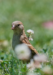 Passer domesticus