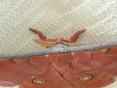 Antheraea cingalesa