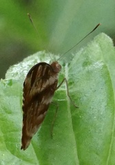 Cynandra opis