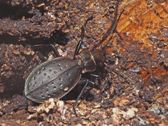 Carabus irregularis irregularis