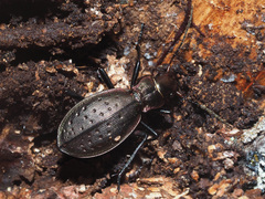 Carabus irregularis irregularis