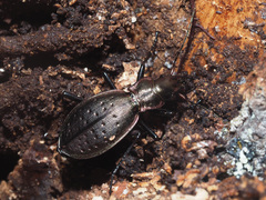 Carabus irregularis irregularis