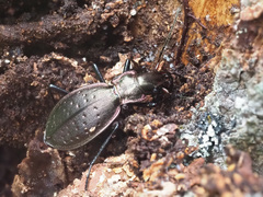 Carabus irregularis irregularis