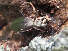 Carabus irregularis irregularis