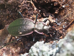 Carabus irregularis irregularis