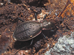 Carabus irregularis irregularis