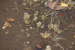 Crassula aphylla