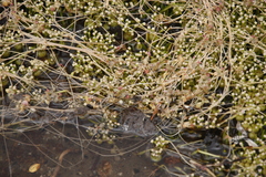Crassula aphylla