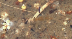 Branchipodopsis