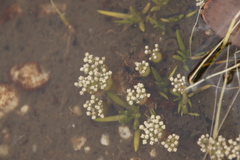 Crassula aphylla