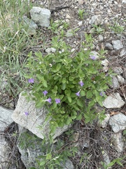 Ruellia patula