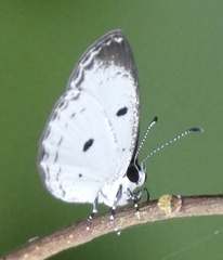 Tetrarhanis symplocus