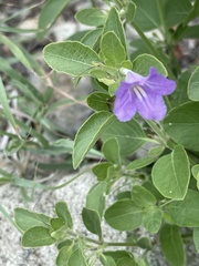 Ruellia patula