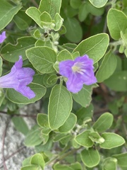 Ruellia patula