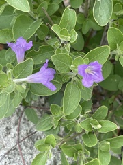 Ruellia patula