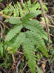 Pteris oshimensis