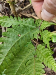 Pteris oshimensis