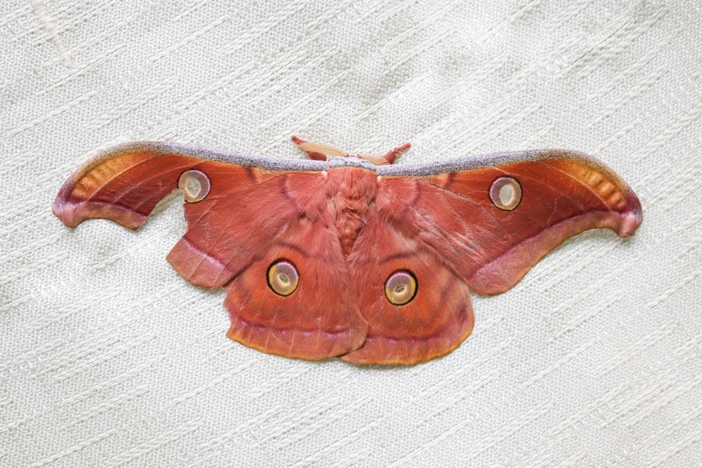 Sri Lankan Tussar Silk Moth