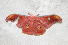 Antheraea cingalesa
