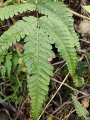 Pteris oshimensis