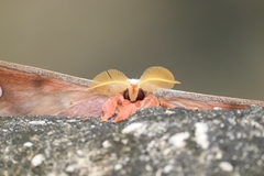 Antheraea cingalesa