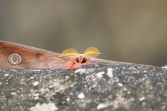 Antheraea cingalesa