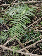 Christella acuminata