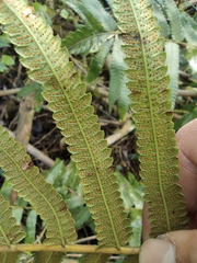 Christella acuminata