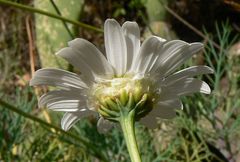 Argyranthemum foeniculaceum image