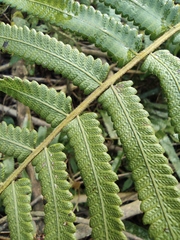 Christella acuminata