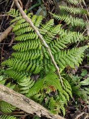 Ctenitis subglandulosa