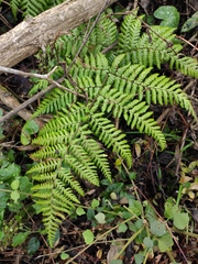 Ctenitis subglandulosa