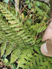 Ctenitis subglandulosa