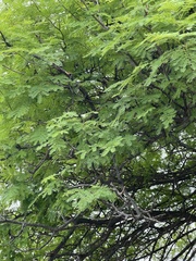 Albizia brevifolia