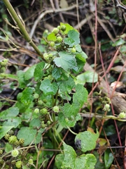 Hydrocotyle nepalensis