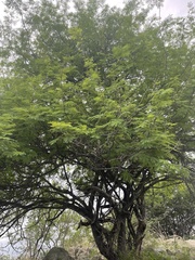 Albizia brevifolia