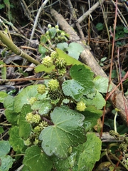 Hydrocotyle nepalensis