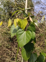 Pericampylus glaucus