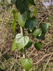 Pericampylus glaucus