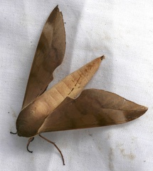 Phylloxiphia bicolor