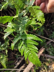 Dryopteris championii