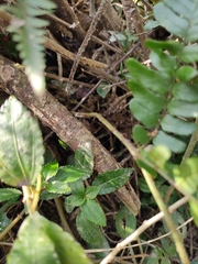 Dryopteris championii