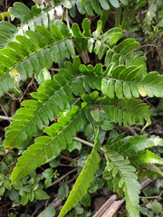 Dryopteris championii