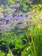 Kryptopterus bicirrhis