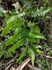 Dryopteris championii