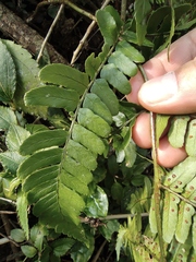 Dryopteris championii
